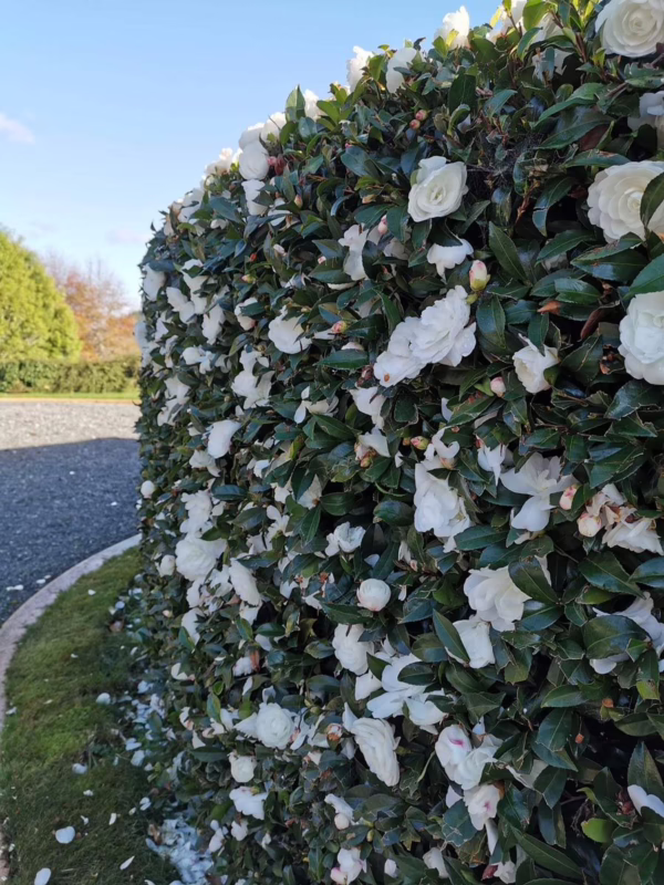 Camellia sasanqua 'Early Pearly' - Image 3