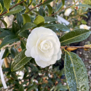 Camellia sasanqua 'Early Pearly'