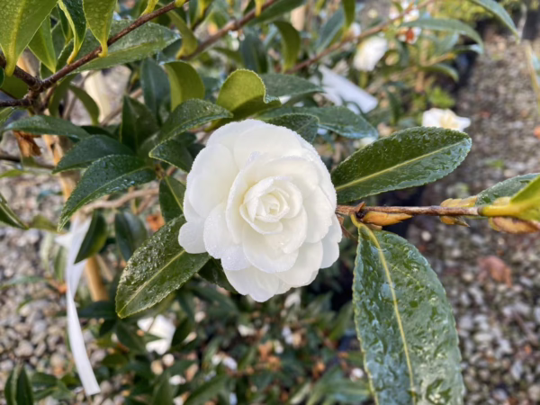 Camellia sasanqua 'Early Pearly'