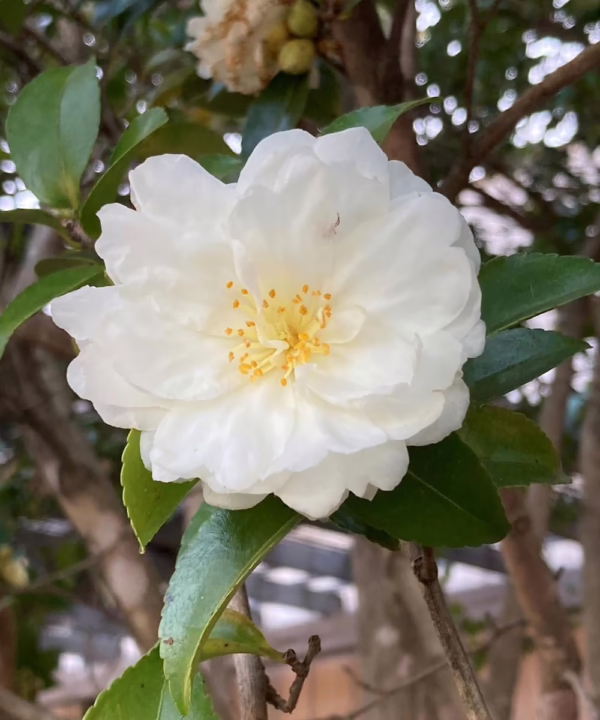 Camellia sasanqua 'Mine-no-yuki'