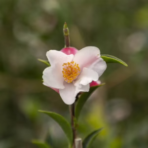 Camellia 'Transtasman'