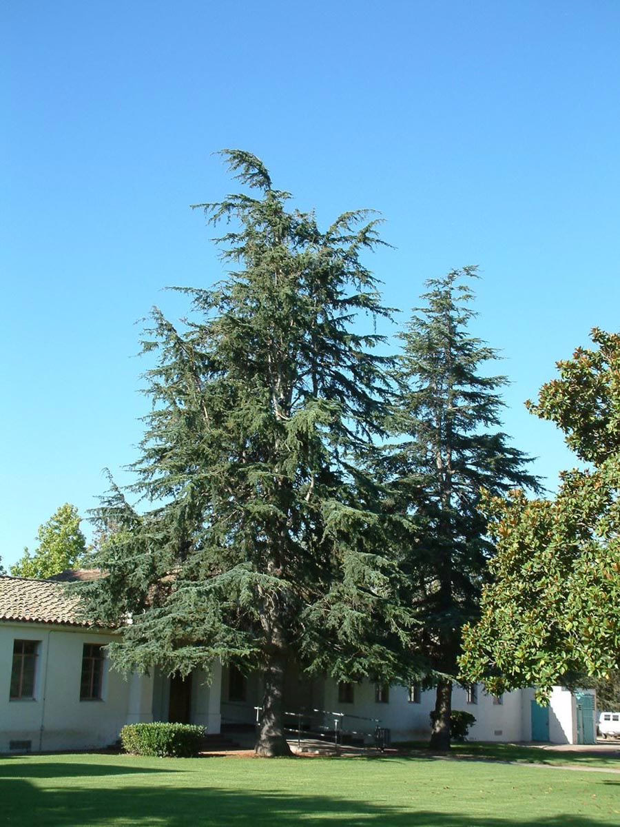 Cedrus deodara 7 Cedrus deodara - Image 7