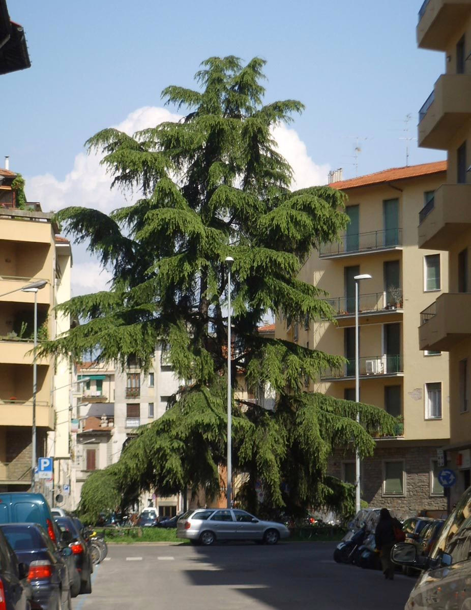 Cedrus deodara 8 Cedrus deodara - Image 8