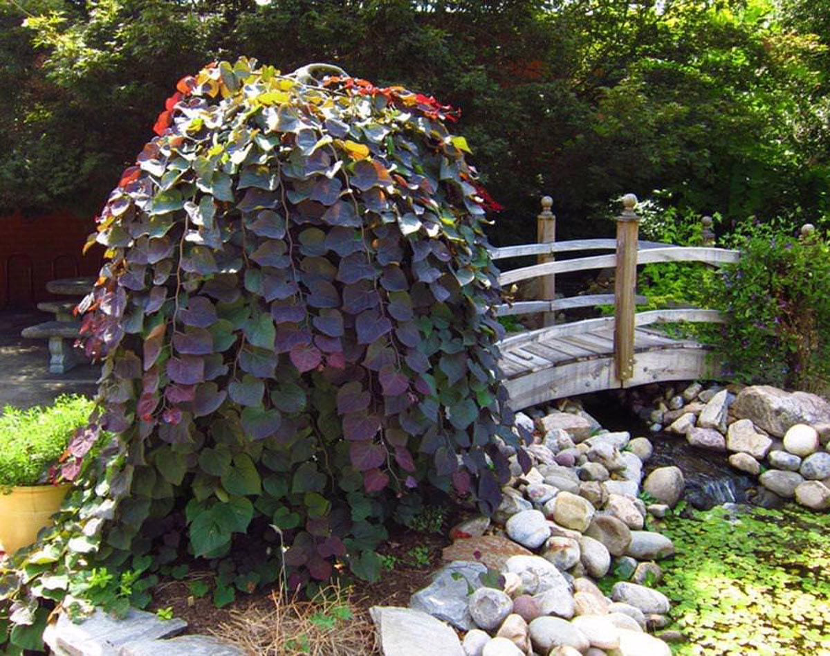 Cercis canadensis 'Ruby Falls' 5 Cercis canadensis 'Ruby Falls' - Image 5