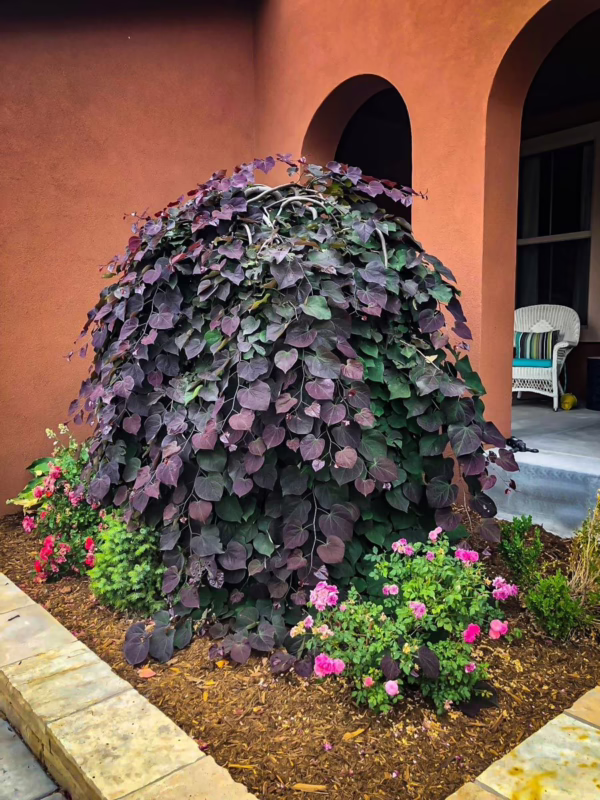 Cercis canadensis 'Ruby Falls'