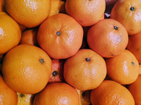 Citrus mandarin 'Encore' - Image 2