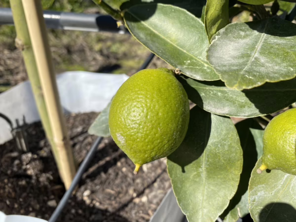 Citrus lime 'Tahitian' - Image 2