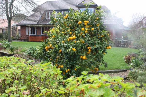 Citrus lemon 'Meyer' - Image 2