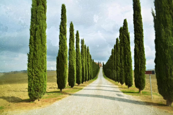 Cupressus sempervirens - Image 3