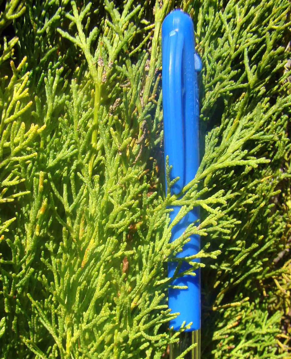 Cupressus sempervirens 'Gracilis' 2 Cupressus sempervirens 'Gracilis' - Image 2