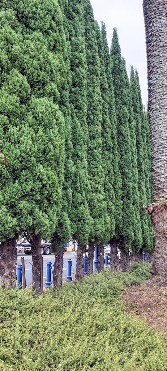 Cupressus sempervirens 'Stricta' 4 Cupressus sempervirens 'Stricta' - Image 4