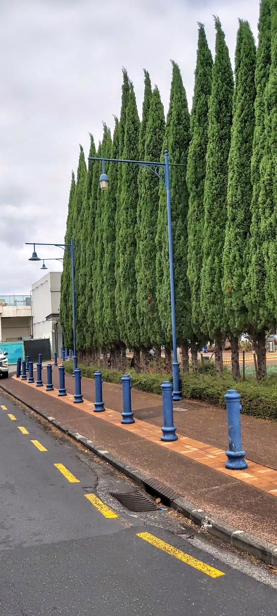 Cupressus sempervirens 'Stricta' 7 Cupressus sempervirens 'Stricta' - Image 7