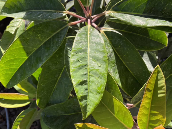 Daphniphyllum macropodum - Image 2