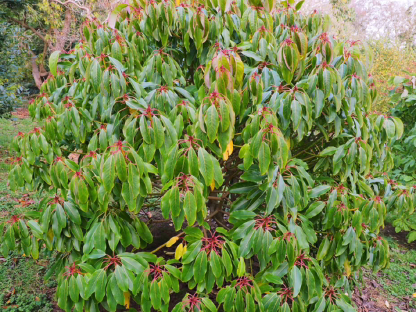 Daphniphyllum macropodum - Image 6