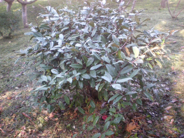 Elaeagnus x submacrophylla (Silverberry) small bush.