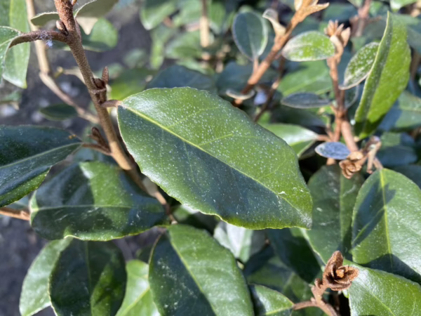 Elaeagnus x submacrophylla (Silverberry) foliage.