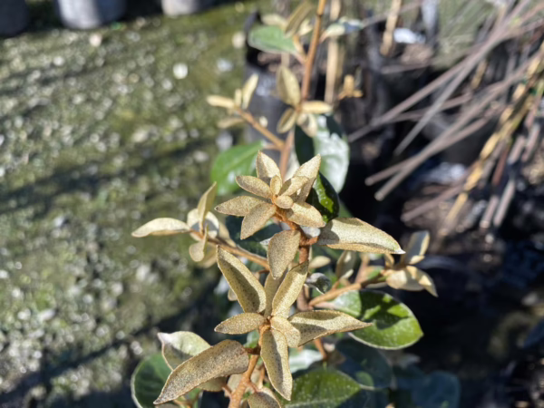 Elaeagnus x submacrophylla (Silverberry) flowers.