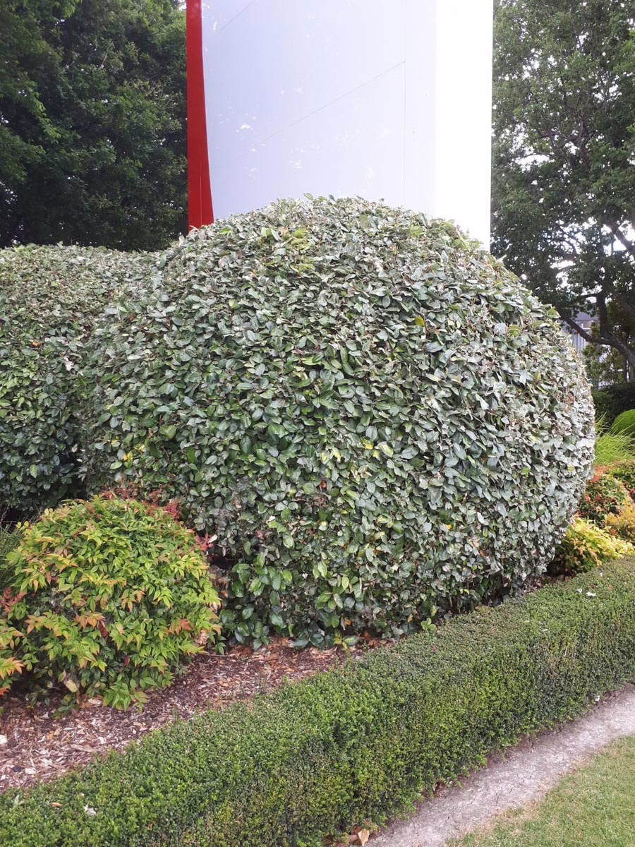 Elaeagnus x submacrophylla 5 Elaeagnus x submacrophylla (Silverberry) trimmed as a ball.