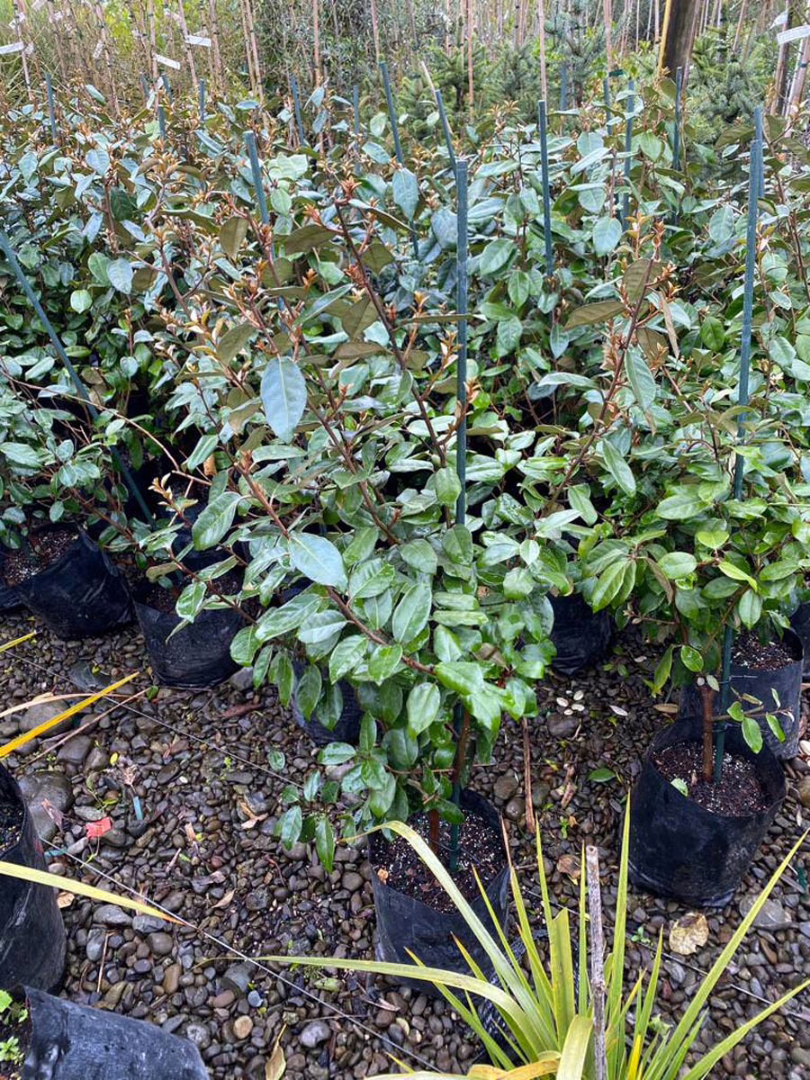 Elaeagnus x submacrophylla 6 P18 Elaeagnus x submacrophylla (Silverberry) at Leafland.