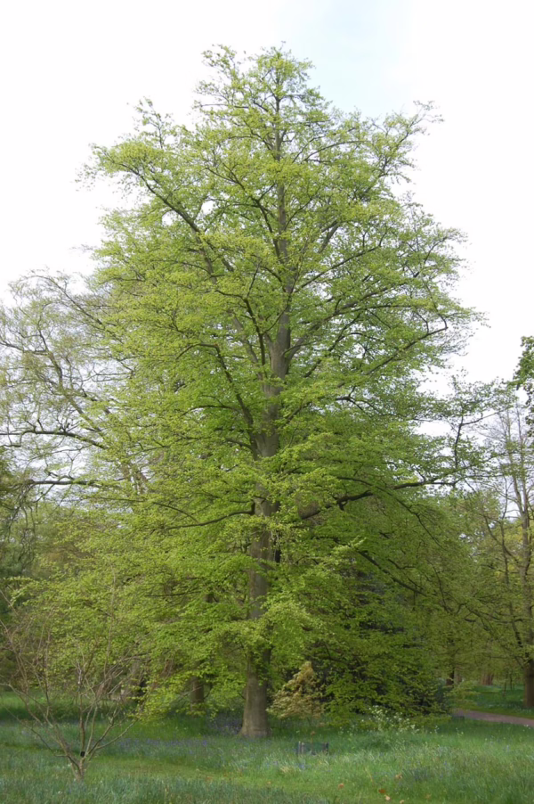 Fagus sylvatica - Image 5