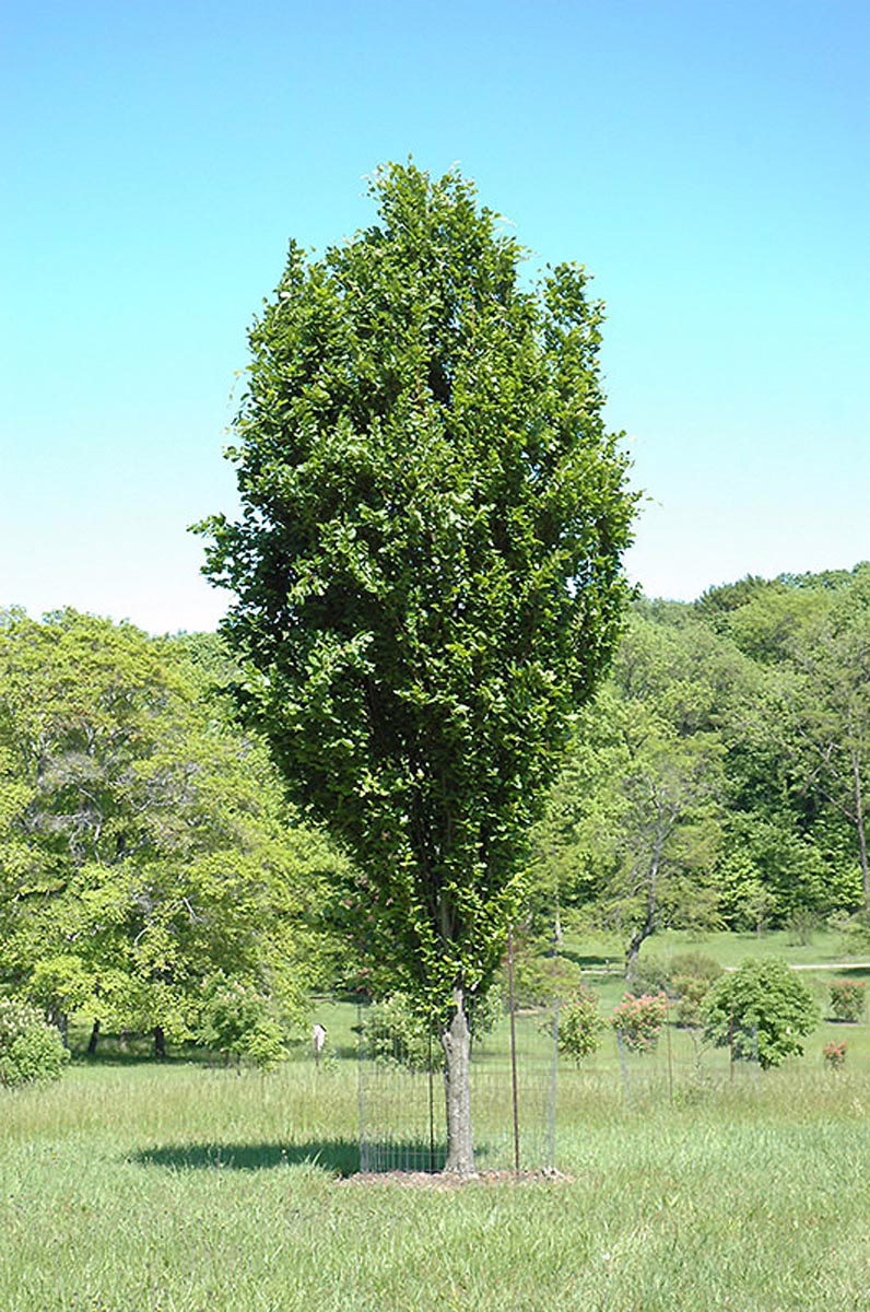 Fagus sylvatica 'Dawyck Green' 3 Fagus sylvatica 'Dawyck Green' - Image 3