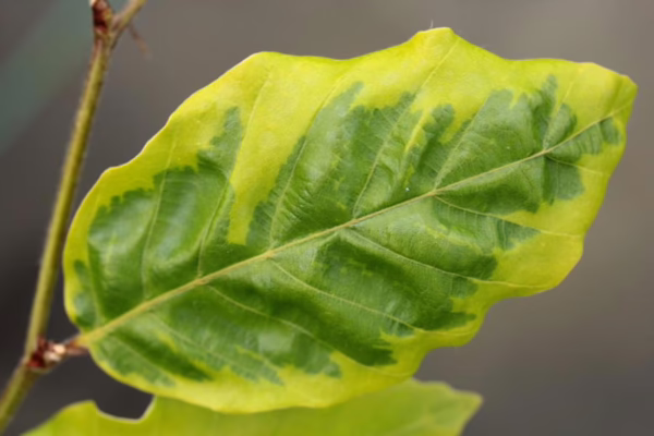 Fagus sylvatica 'Luteo-variegata' - Image 3