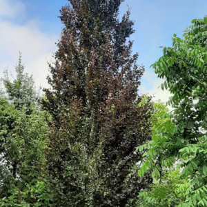 Fagus sylvatica 'Red Obelisk'