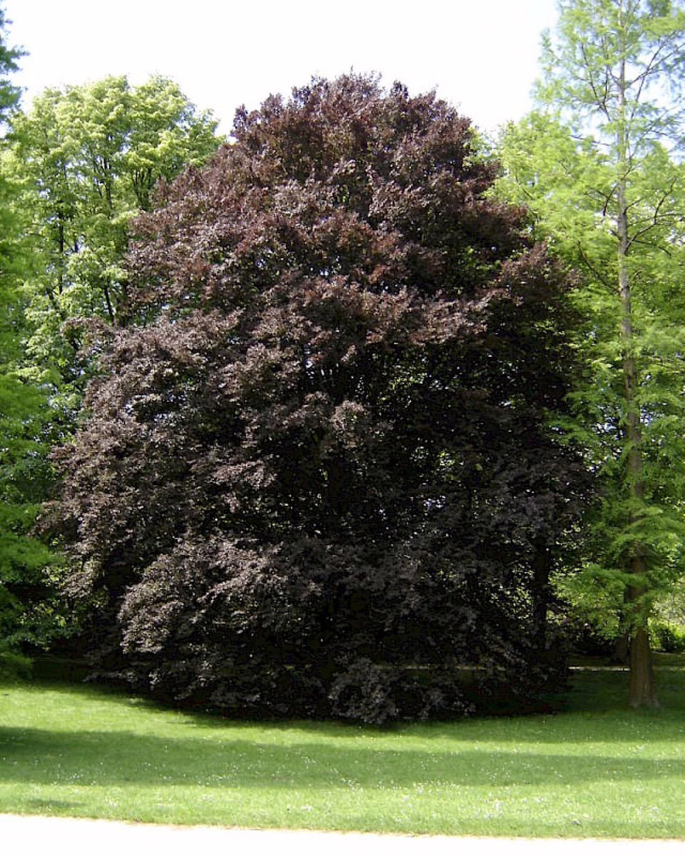 Fagus sylvatica 'Rohanii' 1 Fagus sylvatica 'Rohanii'