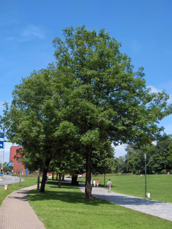 Fraxinus excelsior - Image 2