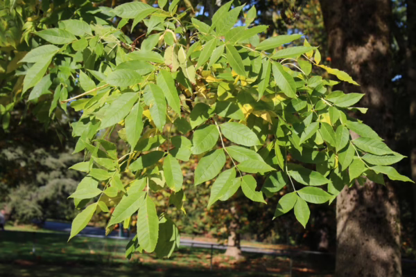 Fraxinus excelsior - Image 4