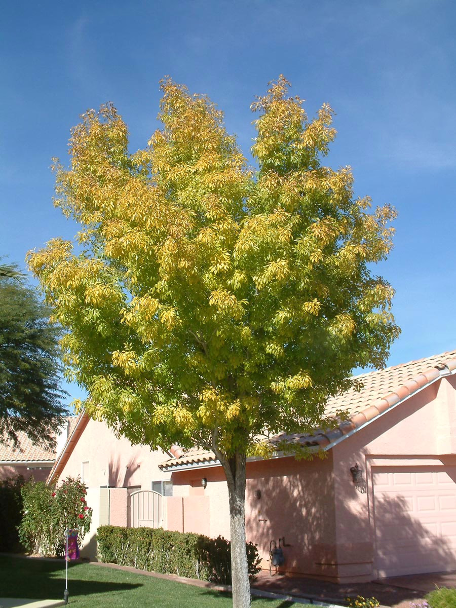 Fraxinus excelsior 'Green Glow' 5 Fraxinus excelsior 'Green Glow' - Image 5
