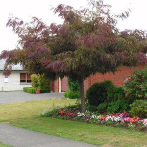 Gleditsia triacanthos var. inermis 'Ruby Lace'