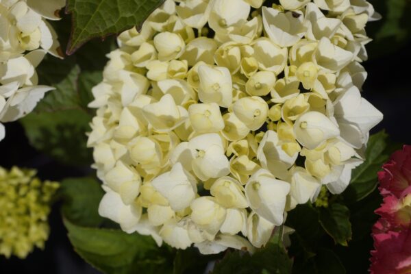 Hydrangea macrophylla 'Agnes Pavelli' - Image 4