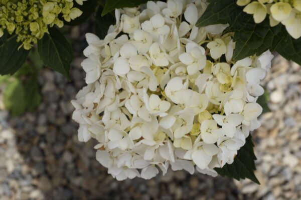 Hydrangea macrophylla 'Agnes Pavelli'
