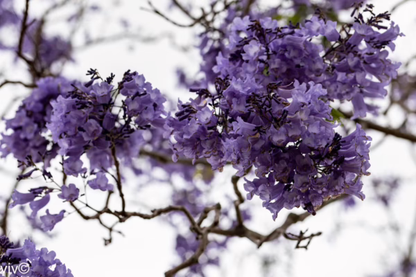 Jacaranda mimosifolia - Image 10
