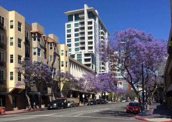 Jacaranda mimosifolia - Image 3