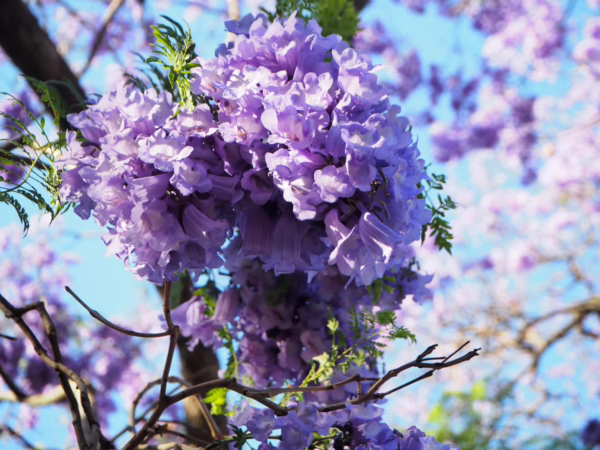Jacaranda mimosifolia - Image 4