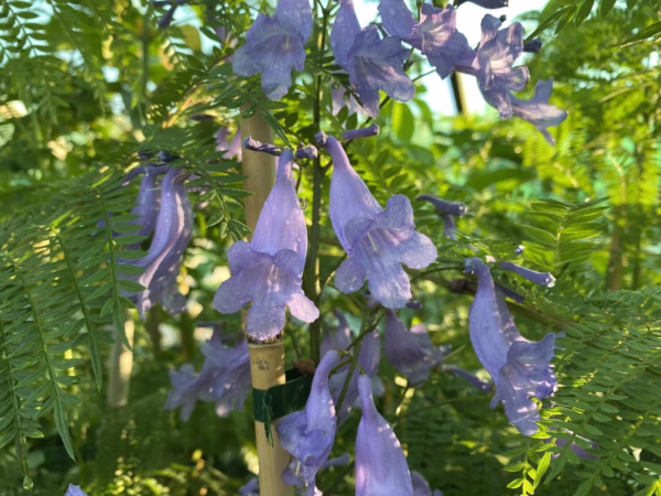 Jacaranda mimosifolia - Image 5