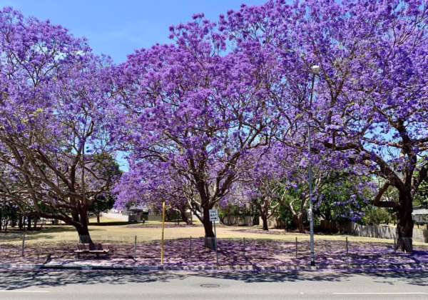 Jacaranda mimosifolia - Image 9