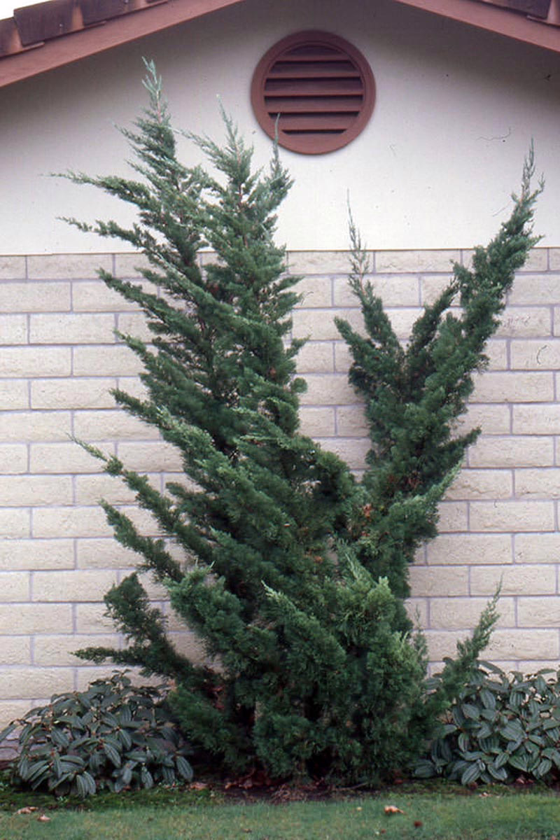 Juniperus chinensis 'Kaizuka' 6 Juniperus chinensis 'Kaizuka' - Image 6