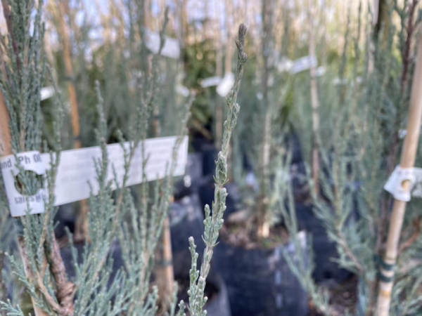 Juniperus scopulorum 'Skyrocket' - Image 3