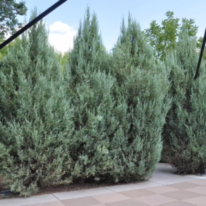 Juniperus scopulorum 'Skyrocket'