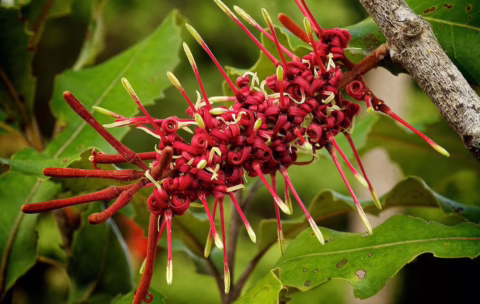 Knightia excelsa (Rewarewa) Flower