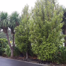 Knightia excelsa (Rewarewa)