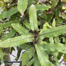 Knightia excelsa (Rewarewa) Foliage