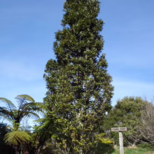 Knightia excelsa (Rewarewa)