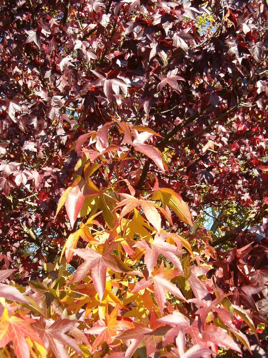 Liquidambar styraciflua 'Worplesdon' 6 Liquidambar styraciflua 'Worplesdon' - Image 6