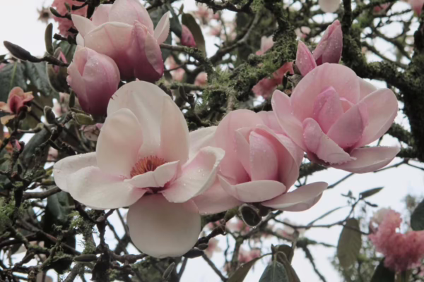 Magnolia 'Atlas' (Magnolia) flowering in spring.