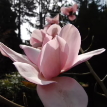 Magnolia campbellii 'Charles Raffill' (Campbell's Magnolia) open flower.