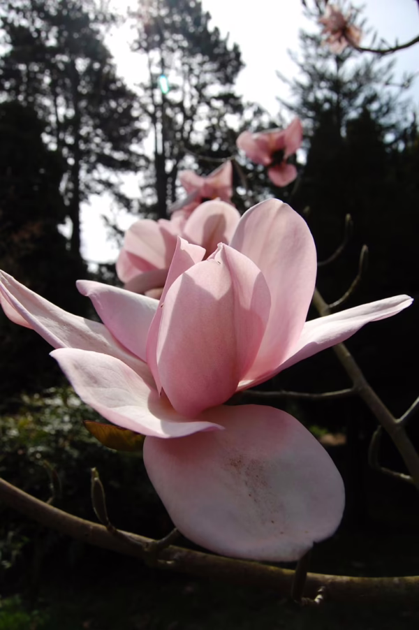 Magnolia campbellii 'Charles Raffill' (Campbell's Magnolia) open flower.